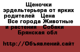 Щеночки эрдельтерьера от ярких родителей › Цена ­ 25 000 - Все города Животные и растения » Собаки   . Брянская обл.